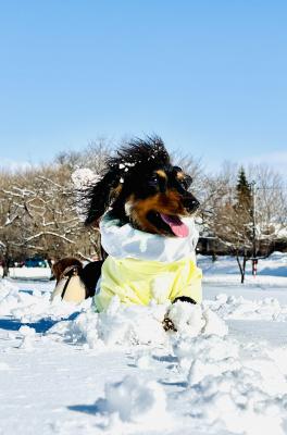 雪原を駆ける、冬色スマイル