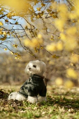 蝋梅の甘い香りに包まれた冬の朝