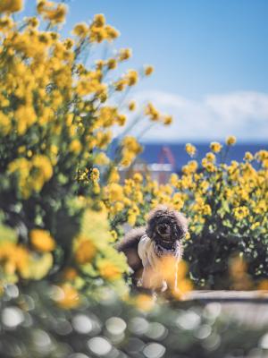 菜の花と海のあいだで