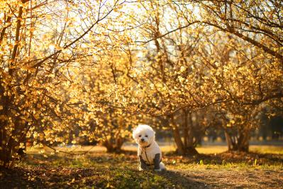 ぼく夕陽が似合う男なんだ～