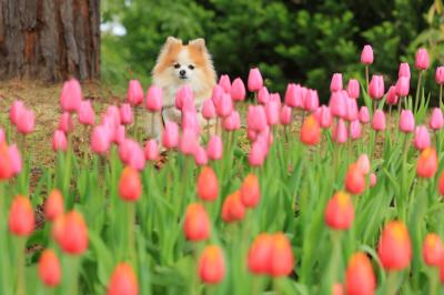 冬の日の春のいろ