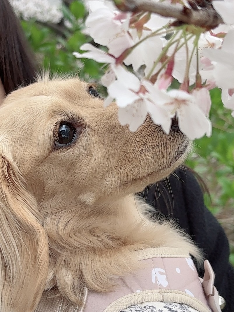 初めての奈良に初めての桜