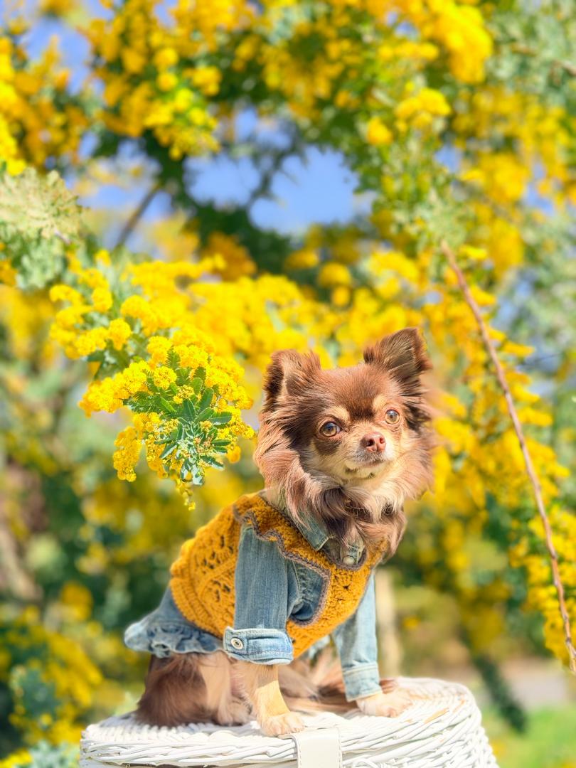 初めてのミモザ