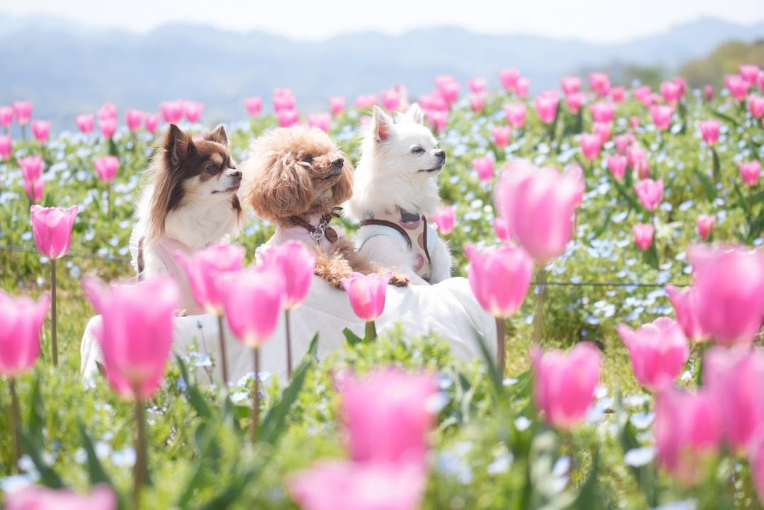 春色に囲まれて