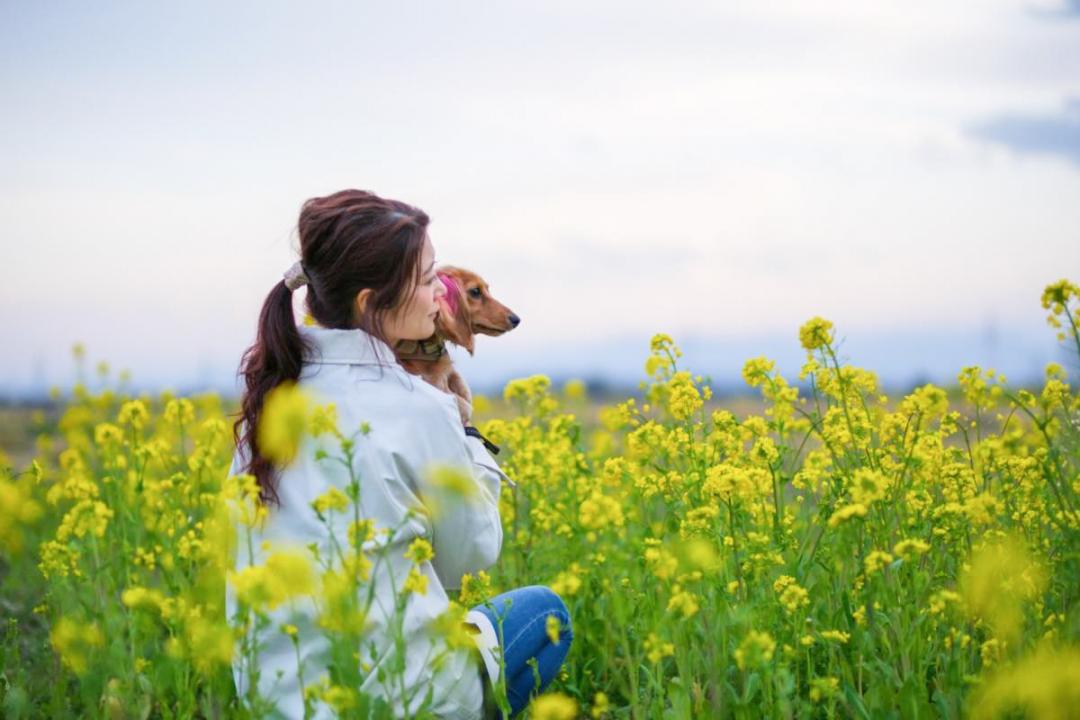 菜の花いっぱい