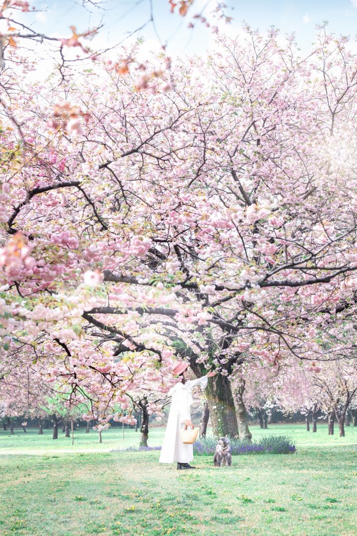 桜の楽園