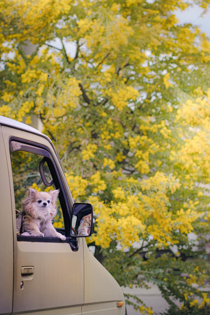 ドライブに連れて行って