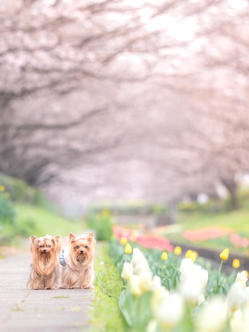 チューリップとわんこ