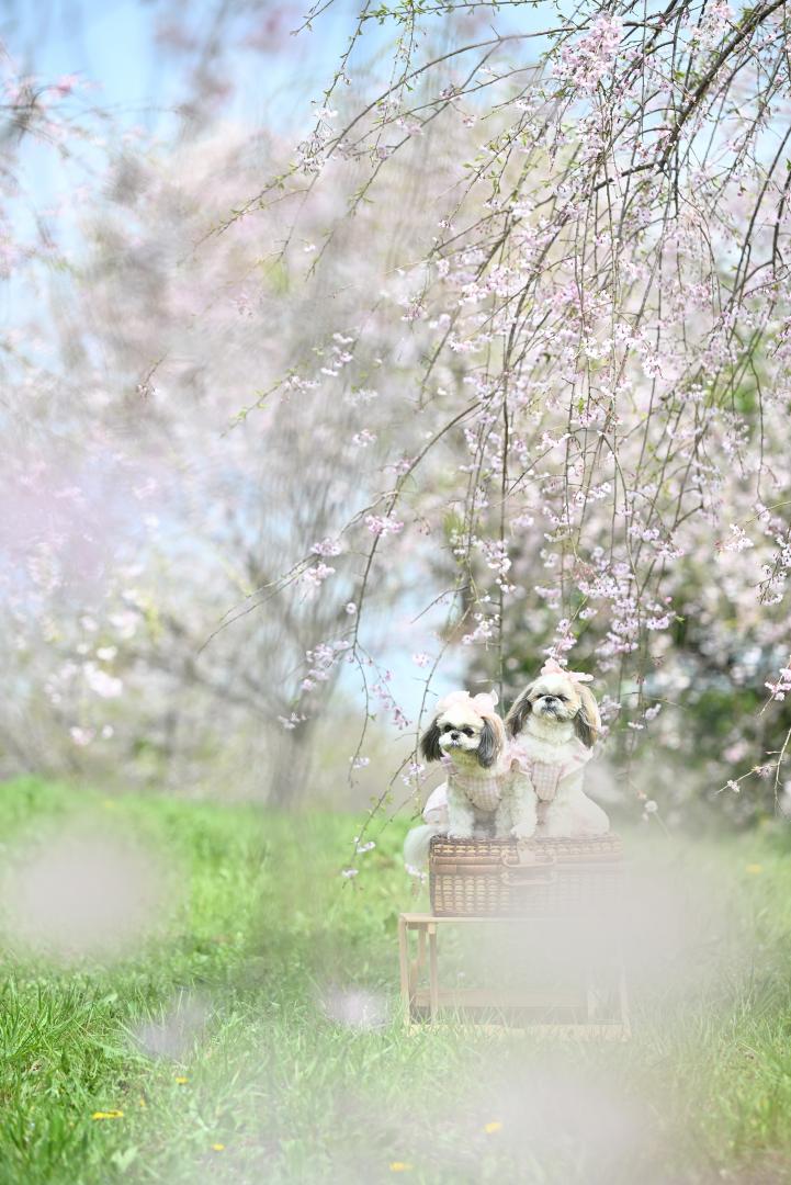 枝垂れ桜と、、