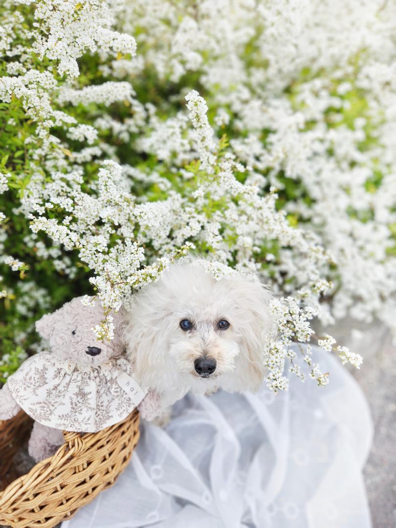 桜もいいけどユキヤナギもね♡