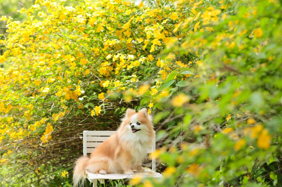 イエローシャワー