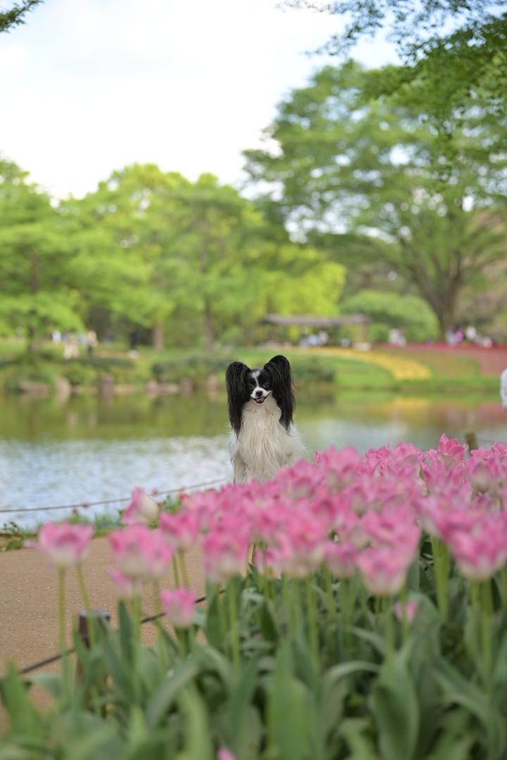 チューリップガーデン