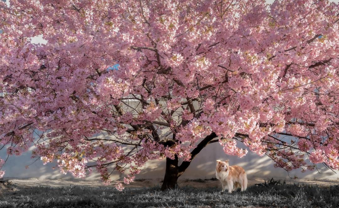 サクラノキノシタデ