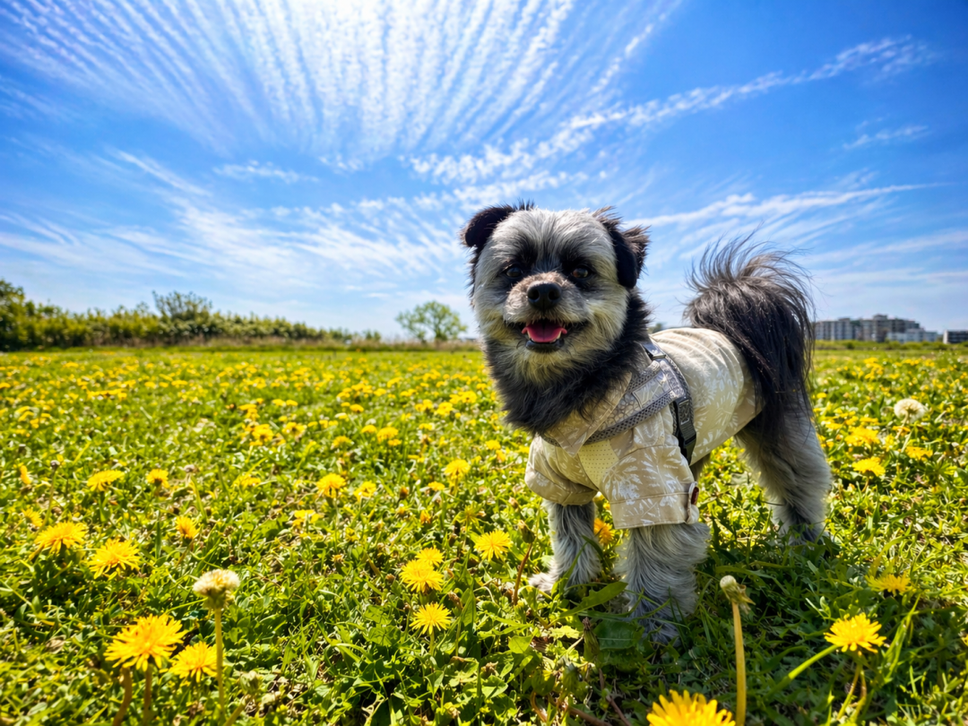 春の風のなかで