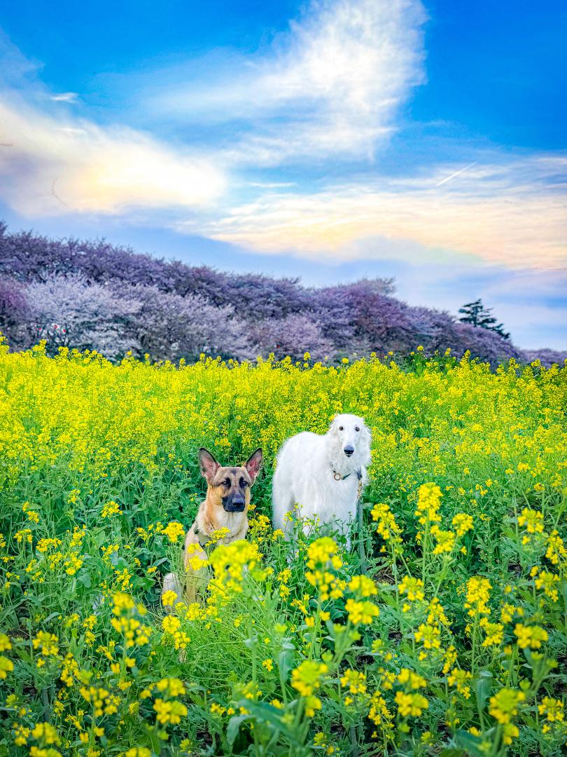 夕方の桜と菜の花