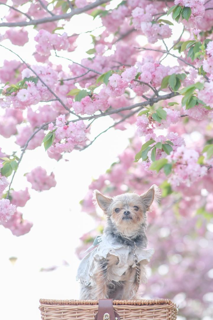 八重桜とコタロウ