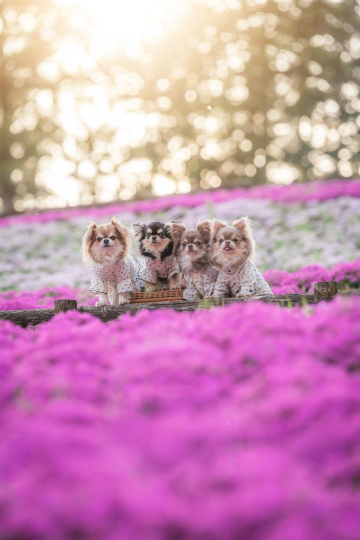 柔らかな夕陽に包まれて