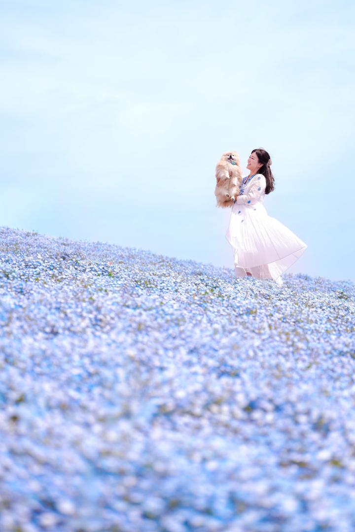 ネモフィラブルーと風のいたずら