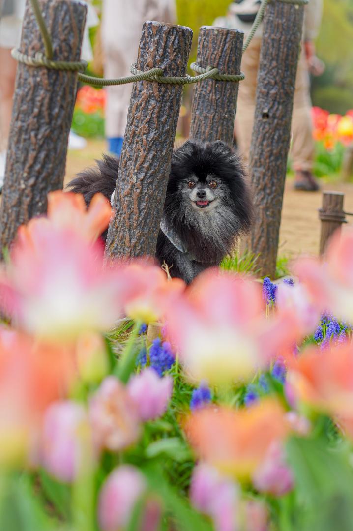 チューリップ畑でかくれんぼ