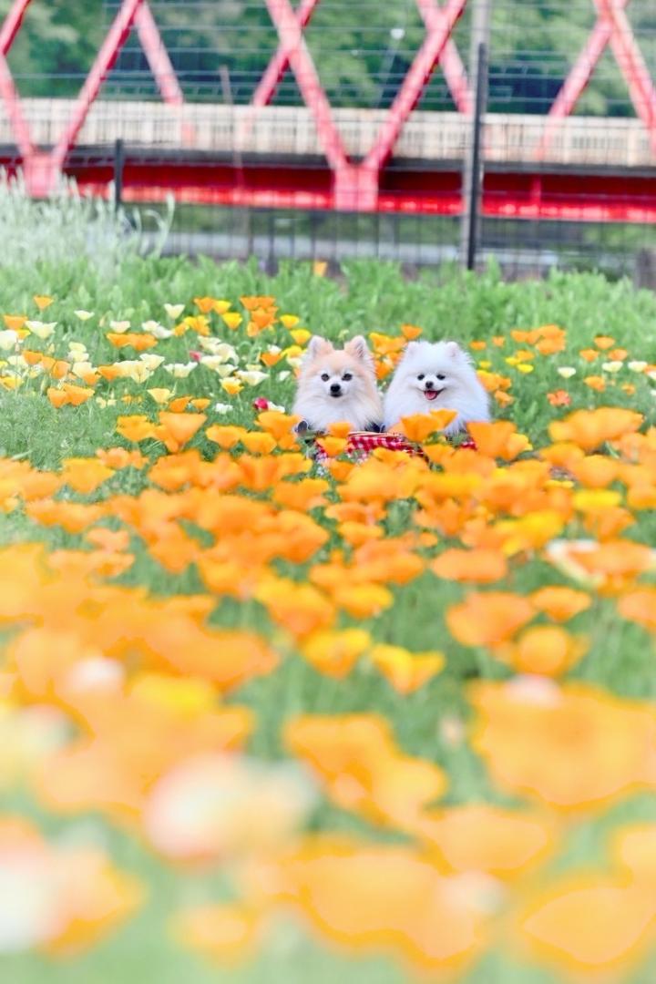 春色に包まれて