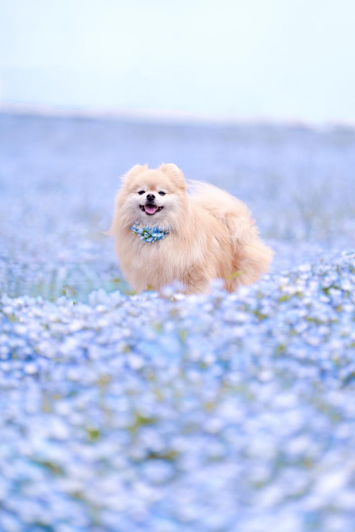 ネモフィラ風呂