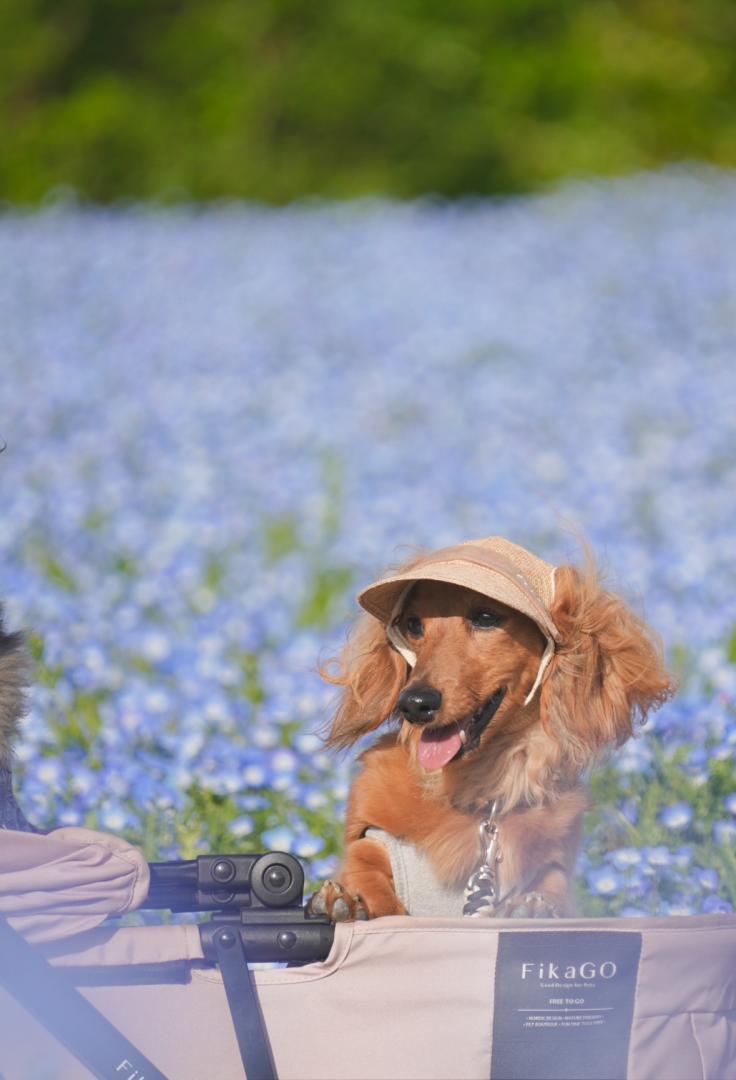 青の中の小さな冒険