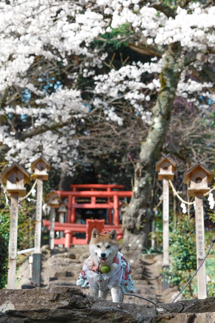 ニコニコ参拝日和