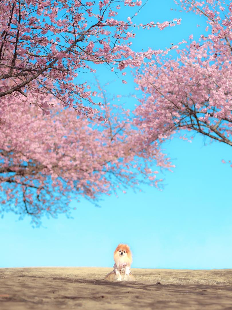 早朝の河津桜