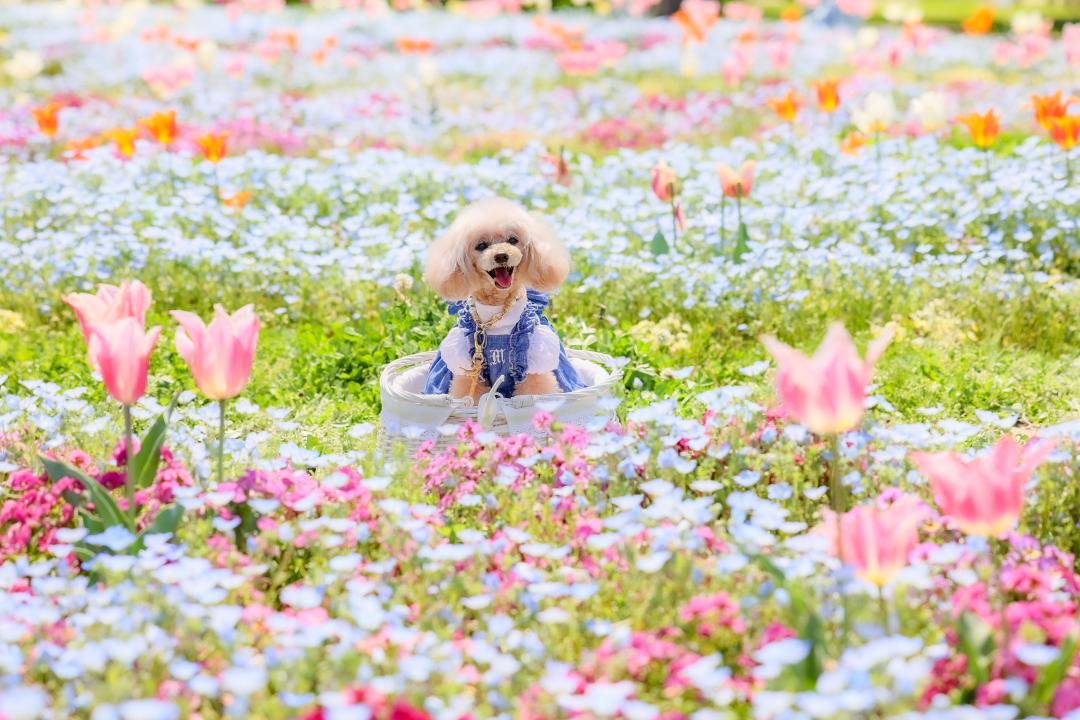 夢のようなお花畑