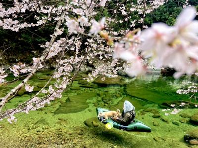 サメと犬とクマノザクラ