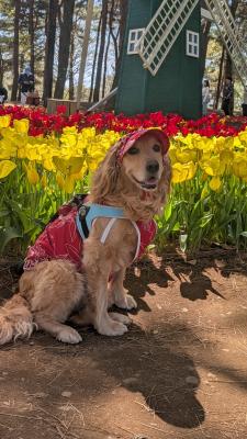 チューリップと笑顔