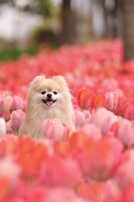 チューリップ畑からひょっこり妖精さん