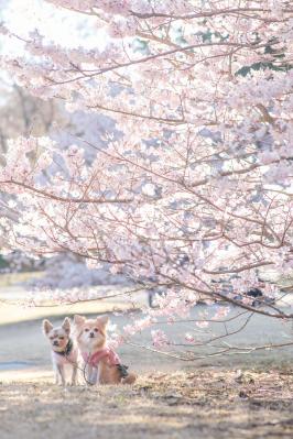 春めき桜とハナコタ