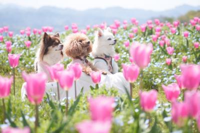 春色に囲まれて