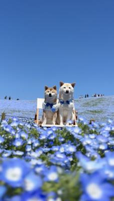 ネモフィラの丘