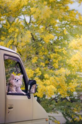 ドライブに連れて行って