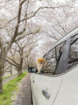 ドライブスルーで花見