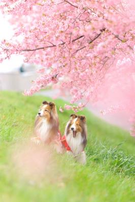 春眠暁を覚えず(笑)