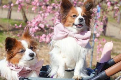 梅とつむぎとまろ