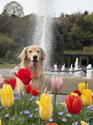 チューリップと噴水