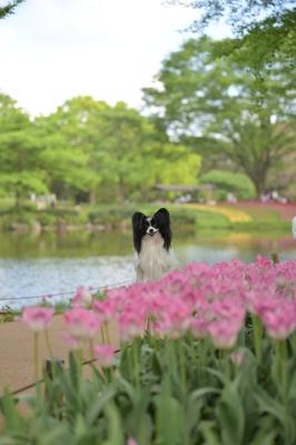 チューリップガーデン