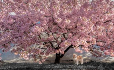 サクラノキノシタデ