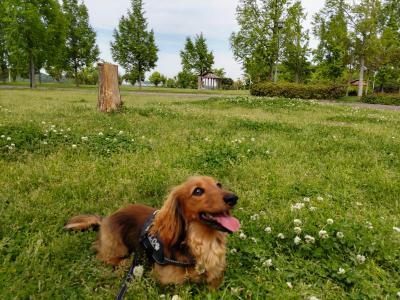 ぽかぽかおさんぽ日和