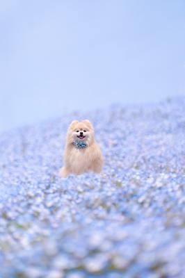 空へと続くネモフィラブルーの世界