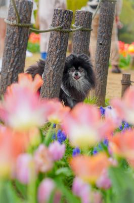 チューリップ畑でかくれんぼ