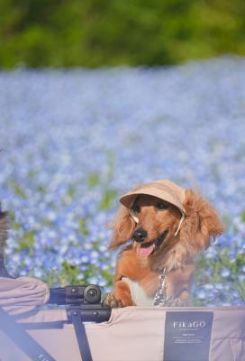 青の中の小さな冒険