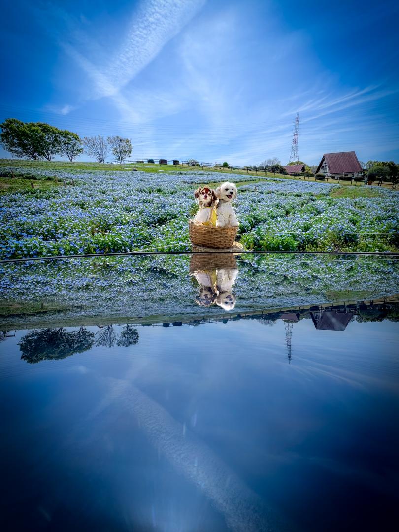 ネモフィラの海