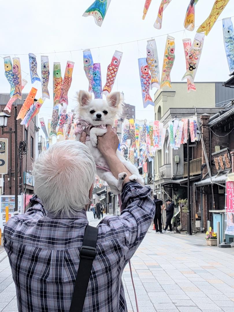 青空こいのぼり