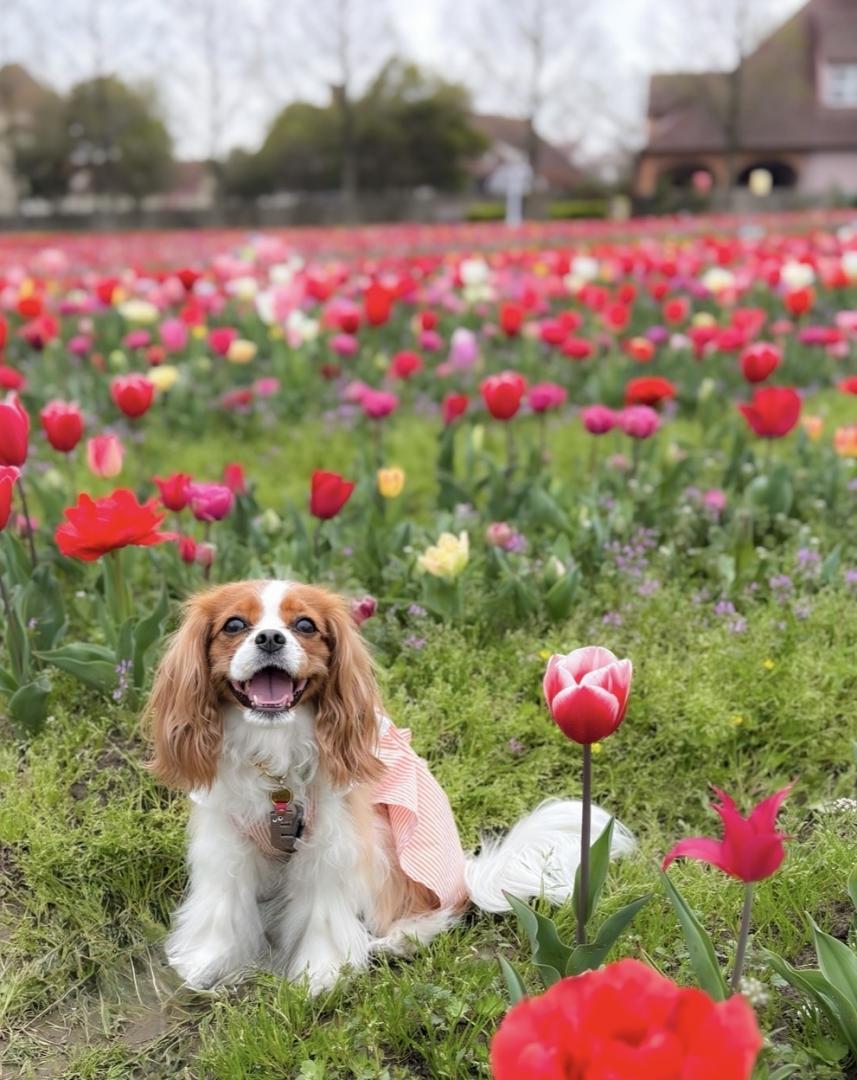 しあわせ、満開