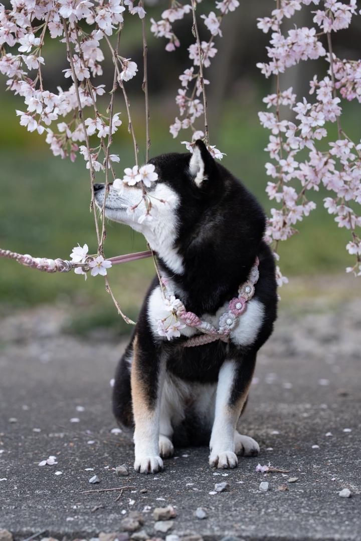 しなだれ掛かられました